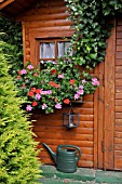 PELARGONIUM  PELARGONIUM  IN FRONT OF A GARDEN HOUSE. DESIGN: MARIANNE AND DETLEF LUEDKE