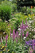 PERENNIAL GARDEN WITH LYTHRUM SALICARIA, AND MALVA.  DESIGN: MARIANNE AND DETLEF LUEDKE