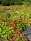 TROPAEOLUM MAJUS, NASTURTIUM