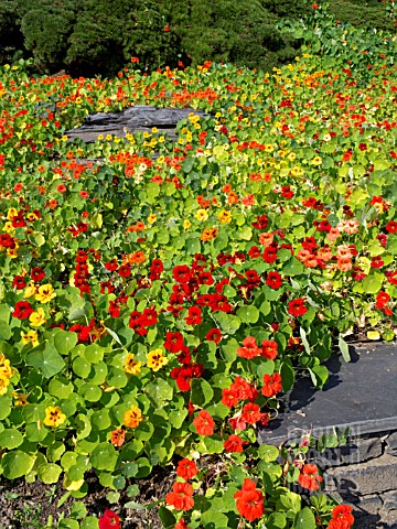 TROPAEOLUM_MAJUS_NASTURTIUM