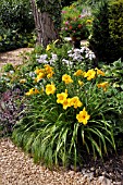 HEMEROCALLIS  IN A PERENNIAL GARDEN. DESIGN: MARIANNE AND DETLEF LUEDKE