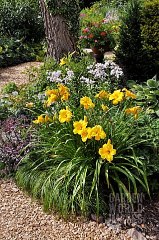 HEMEROCALLIS__IN_A_PERENNIAL_GARDEN_DESIGN_MARIANNE_AND_DETLEF_LUEDKE