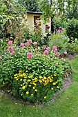 PHLOX PANICULATA AND COREOPSIS VERTICILLATA  MOONBEAM