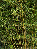 PHYLLOSTACHYS PROPINQUA