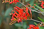 CROCOSMIA LUCIFER  MONTBRETIA