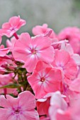 PHLOX PANICULATA LACHSJUWEL