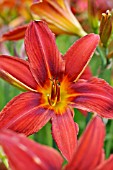 HEMEROCALLIS SUMMER INTERLUDE