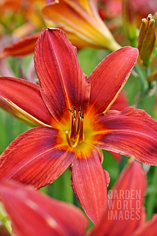 HEMEROCALLIS_SUMMER_INTERLUDE