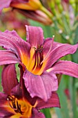 HEMEROCALLIS PROPHET