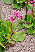 BERGENIA DOPPELGAENGER