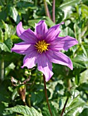 DAHLIA AUSTRALIS