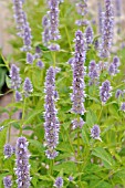 AGASTACHE RUGOSA BLUE FORTUNE