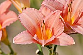 HEMEROCALLIS BED OF ROSES