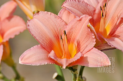 HEMEROCALLIS_BED_OF_ROSES