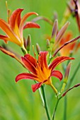 HEMEROCALLIS AUTUMNALE RED