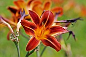 HEMEROCALLIS DARK  EARLY