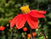 DAHLIA COCCINEA