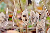 LUNARIA REDIVIVA