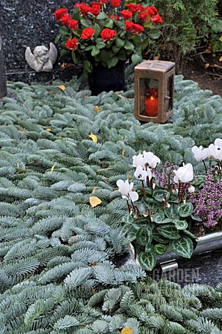 GRAVE_DECORATION_WITH_FIR_BRANCHES_AND_CYCLAMEN_PERSICUM