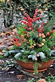 ILEX VERTICILATA IN CONTAINER DISPLAY