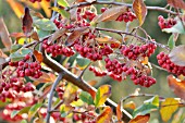 COTONEASTER FRIGIDUS