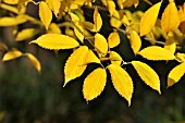 ACER CARPINIFOLIUM