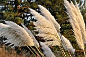 CORTADERIA SELLOANA, PAMPAS GRASS