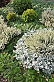 SENECIO CINERARIA, CALLUNA VULGARIS AND BUXUS SEMPERVIRENS,