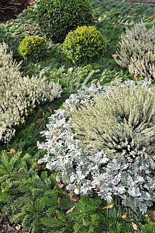 SENECIO_CINERARIA_CALLUNA_VULGARIS_AND_BUXUS_SEMPERVIRENS