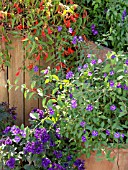 LYCIANTHES RANTONNETII, BLUE POTATO BUSH, BEGONIA SPEC.