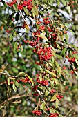 COTONEASTER FRIGIDUS VICARYI