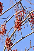 IDESIA POLYCARPA, IGIRI TREE