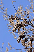 PAULOWNIA TOMENTOSA