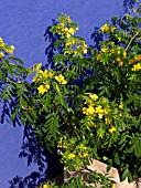 SENNA DIDYMOBOTRYA, CANDLE BUSH