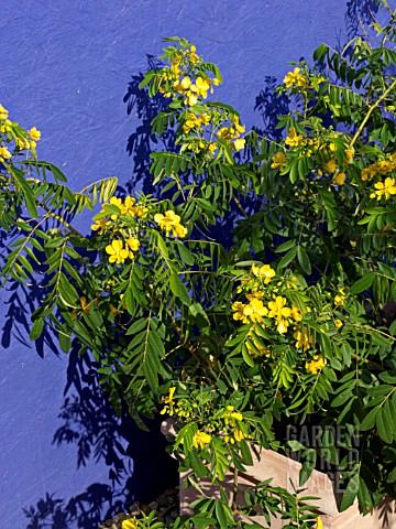 SENNA_DIDYMOBOTRYA_CANDLE_BUSH