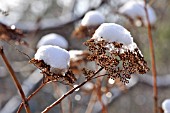 HYDRANGEA ARBORESCENS SUBSP. ARBORESCENS IN WINTER