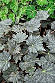 BEGONIA HERIMPERIA