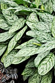 AGLAONEMA COMMUTATUM PARROT JUNGLE