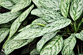 AGLAONEMA COMMUTATUM PARROT JUNGLE