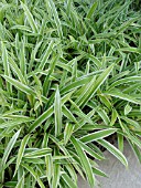 CAREX SIDEROSTICHA VARIEGATA, SEDGE