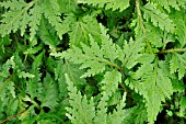 SELAGINELLA UMBROSA, MOSS FERN