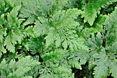 SELAGINELLA VOGELII, MOSS FERN