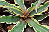 CRYPTANTHUS HYBR.