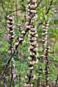 LIGULARIA FISCHERI