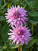 DAHLIA WORTON BLUE STREAK