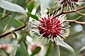 HAKEA LAURINA