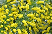 ACACIA BAILEYANA