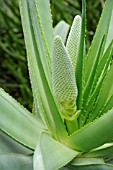 ALOE SPECIOSA