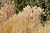 MISCANTHUS SINENSIS SILBERFEDER