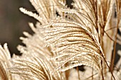 MISCANTHUS SINENSIS SILBERFEDER